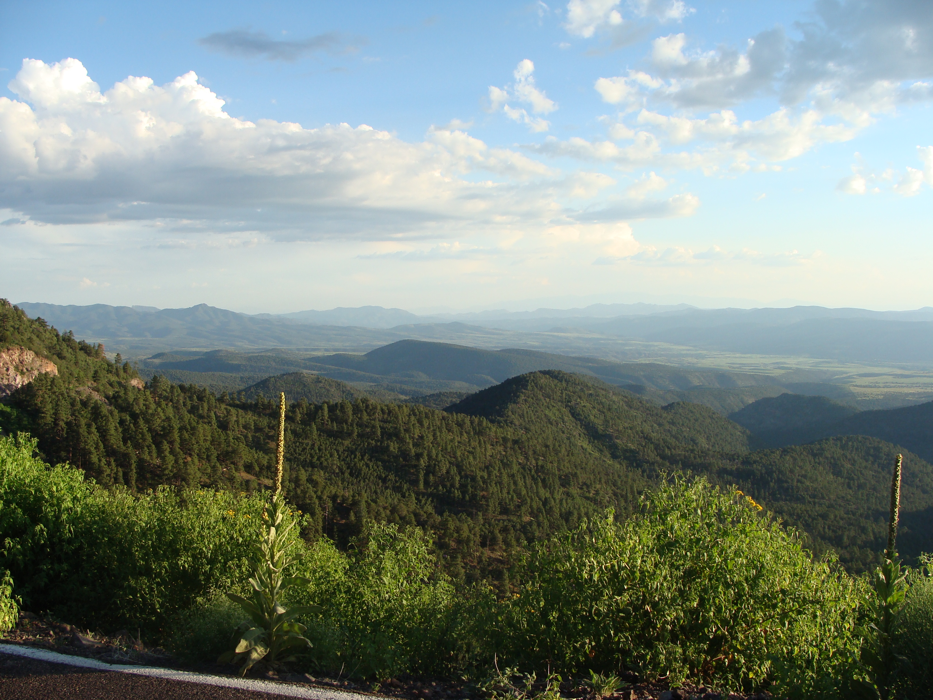 Pine forest trail